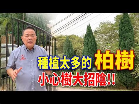 柏樹 風水|【柏樹 風水】柏樹風水禁忌大揭秘：在家種植柏樹吉凶與禁忌一。